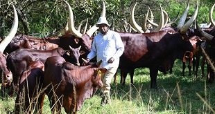 President Museveni his cattle 1 310x165 1 ELOI Ministries