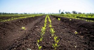 healthy soil 1 310x165 1 ELOI Ministries